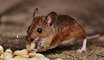 24 Hour & Emergency Exterminators in Banner Elk, NC